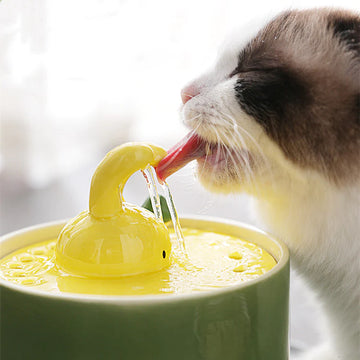 Rabbit Cat Water Fountain