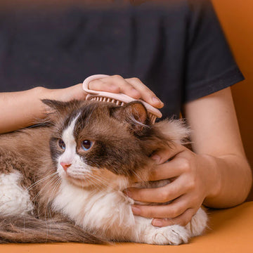 Massage Brush Cat Groom