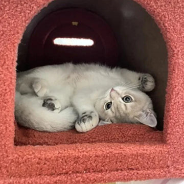 Mailbox Cat Tree