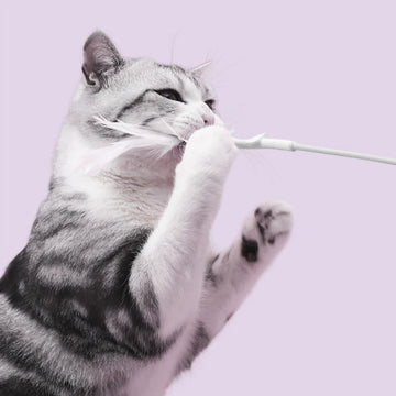 3 in 1 Cat Toy Wand