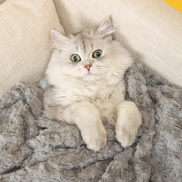 Plush Thick Cat Blanket