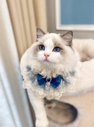 Hand Made Blue Lace Cat Bib